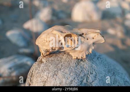 Hundeschädel zerrt von der Strömung eines geschwollenen Flusses Stockfoto