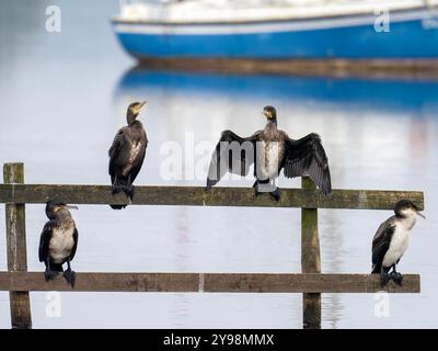 Junger Kormoran; Phalacrocorax carbo am Lake Windermere; Ambleside; Lake District; Großbritannien. Stockfoto