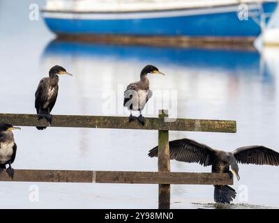 Junger Kormoran; Phalacrocorax carbo am Lake Windermere; Ambleside; Lake District; Großbritannien. Stockfoto