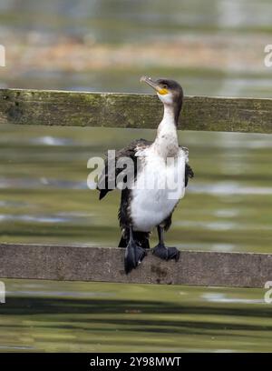 Junger Kormoran; Phalacrocorax carbo am Lake Windermere; Ambleside; Lake District; Großbritannien. Stockfoto