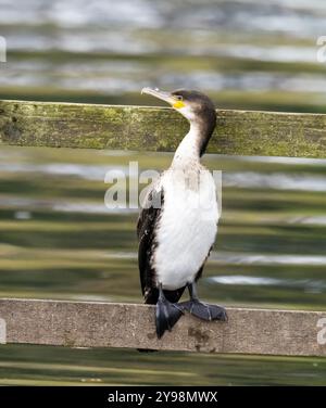 Junger Kormoran; Phalacrocorax carbo am Lake Windermere; Ambleside; Lake District; Großbritannien. Stockfoto