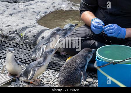 Mitarbeiter füttern kleine Blaue Pinguine bei Pinguin Rescue im International Antarctic Centre in Christchurch, Neuseeland. Stockfoto