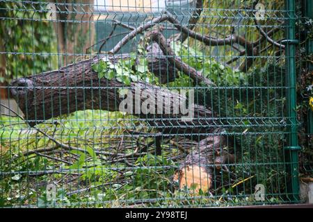 Noreña, Spanien, 9. Oktober 2024: Ein gefallener Baum auf einem Grundstück während des Sturms trifft Kirk am 9. Oktober 2024 in Noreña, Spanien. Quelle: Alberto Brevers / Alamy Live News. Stockfoto