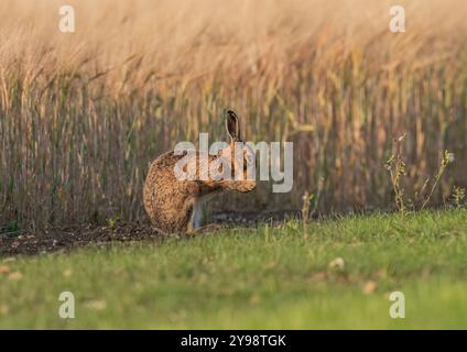 Ein großer gesunder Brauner Hase ( Lepus europaeus), der sein Gesicht wäscht, saß im goldenen Abendlicht gegen die reifende Gerste. Suffolk, Großbritannien Stockfoto