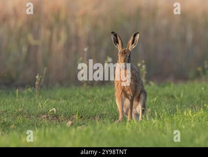 Ein kräftiger, gesunder Brauner Hase Leveret ( Lepus europaeus) mit riesigen Ohren, sitzend, wachsam auf den Rand des Bauerngrases, der in die Kamera blickt. Suffolk, Großbritannien Stockfoto