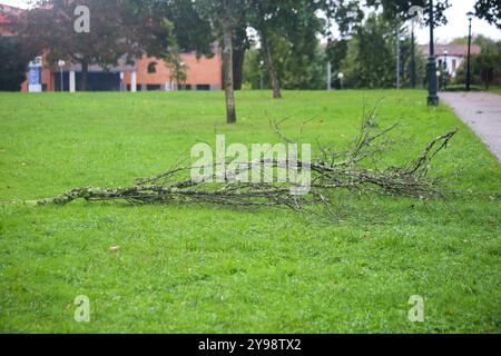 Noreña, Spanien, 9. Oktober 2024: Ein Ast, der während des Sturms auf dem Boden liegt, trifft Spanien am 9. Oktober 2024 in Noreña, Spanien. Quelle: Alberto Brevers / Alamy Live News. Stockfoto