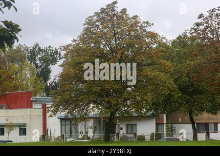 Noreña, Spanien, 9. Oktober 2024: Ein Baum, der seine Äste während des Sturms bewegt, trifft Spanien am 9. Oktober 2024 in Noreña. Quelle: Alberto Brevers / Alamy Live News. Stockfoto