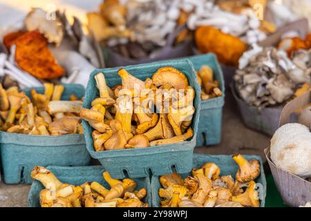 Frische Bio-Pfifferlinge werden auf einem Bauernmarkt in Kartons ausgestellt. Selektiver Fokus Stockfoto