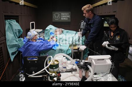 Der Tierarzt Romain Pizzi (links) führt eine Operation durch, um Flüssigkeit aus dem Gehirn des zweijährigen Braunbären Boki abzulassen, bei Wildwood Trust in Kent, das erste Mal, dass eine solche Operation in Großbritannien durchgeführt wurde. Ein MRT-Scan Anfang dieses Jahres auf Boki, der unter Krampfanfällen und damit verbundenen Gesundheitsproblemen litt, ergab, dass er Hydrozephalus (Flüssigkeit im Gehirn) hat. Bilddatum: Mittwoch, 9. Oktober 2024. Stockfoto