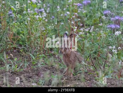 Ein einzigartiger Schuss, ein brauner Hase Leveret, der in den wunderschönen violetten Blüten von Phacelia und weißem Buchweizen sitzt. Als Deckpflanze angebaut, Suffolk, Großbritannien Stockfoto