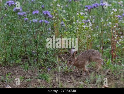 Ein einzigartiger Schuss, ein brauner Hase Leveret, gefangen in den wunderschönen violetten Blüten von Phacelia und weißem Buchweizen. Als Deckpflanze angebaut, Suffolk, Großbritannien Stockfoto