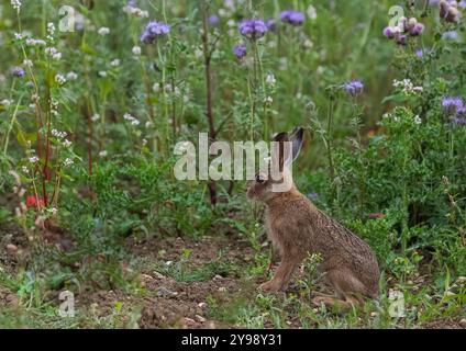 Ein einzigartiger Schuss, ein brauner Hase Leveret, der in den wunderschönen violetten Blüten von Phacelia und weißem Buchweizen sitzt. Als Deckpflanze angebaut, Suffolk, Großbritannien Stockfoto