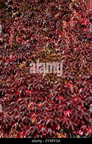 Die Fassade eines alten Gebäudes, das vollständig mit Parthenocissus Tricuspidata bedeckt ist, wurde in einem spektakulären Rotton an einem sonnigen Ort gepflanzt Stockfoto