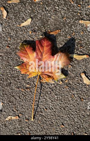 Gefallenes Platanen-Blatt mit herbstlichen Rot-, Orange- und Gelbtönen auf einem sonnendurchfluteten Pfad, umgeben von samaras Platanen geflügelten samaras-Samenkapseln Stockfoto