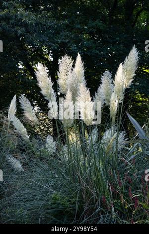 Weißes Alba Cortaderia Selloana Pampas Gras in einem Ziergarten in einem Landpark Stockfoto