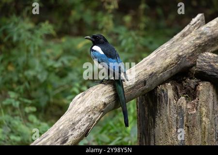 Die eurasische Magpie Pica Pica von hinten gesehen, während sie auf einem großen Baumzweig thront und herrlich schillernde Gefieder-Farben zeigt Stockfoto