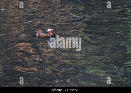 Eine einzelne Mandarin Duck Aix galericulata schwimmt auf einem Landschaftspark See, während die Sonne eine Vielzahl von Farben von umliegenden Bäumen reflektiert Stockfoto