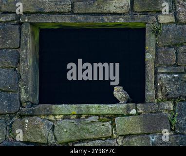 Eine kleine Eule im Fenster eines Bauernhauses aus Stein, Holme, Holmfirth, Yorkshire, Großbritannien Stockfoto