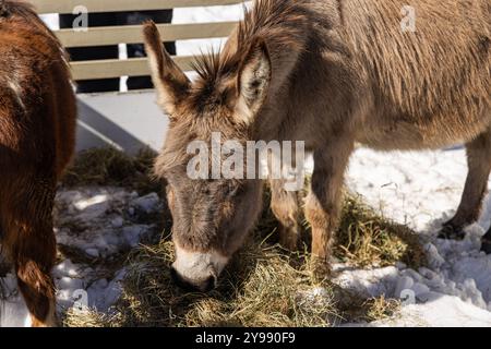 Brauner Esel, der auf verschneiten Feldern gerne auf Heu schmeckt und das ländliche Leben mit einer Nahaufnahme seines inhaltlichen Ausdrucks einfängt. Selektiver Fokus Stockfoto