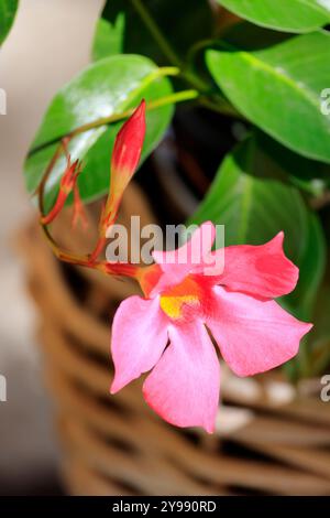 Die feinen Trichterblüten einer Trompetenblüte in rosa Tönen Stockfoto