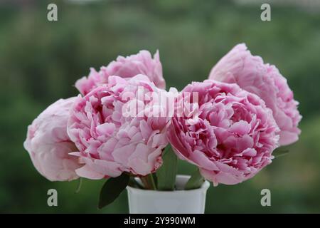 Frische rosafarbene Pfingstrosen in der weißen Vase auf natürlichem grünem Hintergrund Stockfoto
