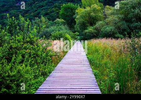 Wandern Sie zwischen Schilf und Weinbergen im Biotop des Kalterer Sees in Bozen Italien Stockfoto