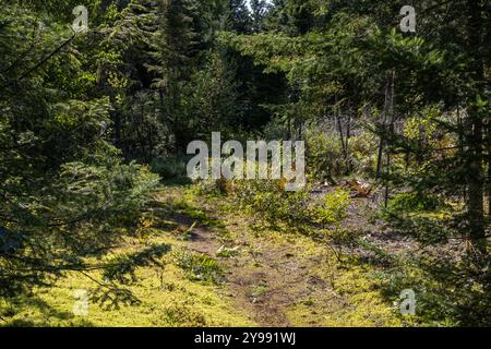 Die Sonne scheint auf einem verwinkelten Waldweg, mit Bäumen, die Licht auf moosbedeckten Boden werfen. Perfekt zum Wandern und Erkunden der Schönheit der Natur. Dichtes Unterholz sorgt für eine idyllische Atmosphäre. Selektiver Fokus Stockfoto