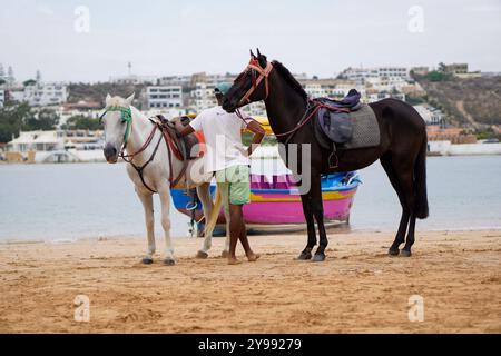 Ein marokkanisches schwarz-weißes Pferd neben einem Mann am Strand von Oualidia, Marokko Stockfoto