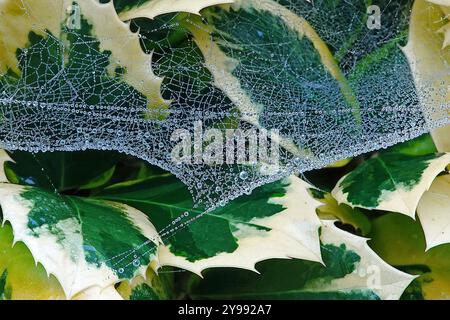 Tautropfen auf Spinnennetz mit holly-Hintergrund Stockfoto
