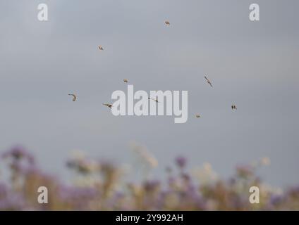 Ein twitter von neun Linnets (Linaria cannabina), die über die landwirtschaftliche violette Blume/Gründünger/Deckpflanze Phacelia und Buchweizen fliegen. Suffolk, Großbritannien Stockfoto