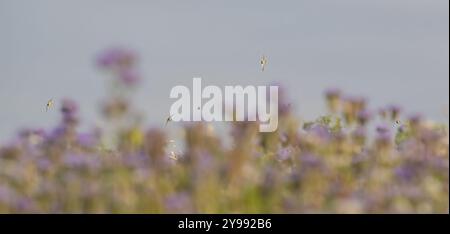 Ein twitter von sechs Linnets (Linaria cannabina), die durch die landwirtschaftlich genutzte violette Blume/Gründünger/Deckpflanze Phacelia und Buchweizen fliegen. Suffolk, Großbritannien Stockfoto