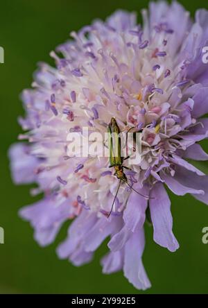 Ein falscher Ölkäfer oder geschwollener Oberschenkelkäfer - Oedemera nobilis ein schillerndes grünes Weibchen auf einem blassvioletten Feld Scabious. Suffolk, Großbritannien Stockfoto