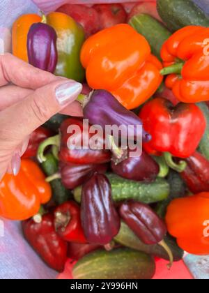 Süßer Pfeffer in der Hand einer Frau. Vor dem Hintergrund von verschiedenfarbigem Gemüse. Stockfoto