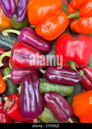 Gemischtes Gemüse. Bunte Paprika und Gurken in verschiedenen Größen. Nahaufnahme. Stockfoto
