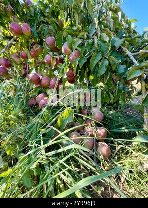 Ein Zwergapfelbaum. Viele Äpfel auf den Zweigen. Eine Auswahl an späten Äpfeln. Stockfoto