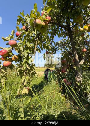 Ein Zwergapfelbaum. Viele Äpfel auf den Zweigen. Eine Auswahl an späten Äpfeln. Stockfoto