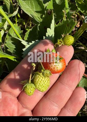 Unreife Erdbeeren auf einem Busch, in der Hand eines Mannes. Nahaufnahme. Stockfoto