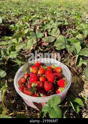 Ein Plastikbehälter mit roten Erdbeeren. Es wird auf einem Feld zwischen Erdbeerbüschen platziert. Stockfoto