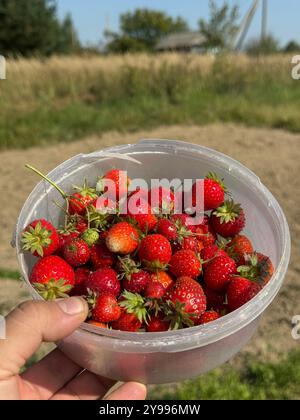 Ein Plastikbehälter mit roten Erdbeeren in der Hand eines Mannes. Im Hintergrund ein landwirtschaftlicher Bereich. Stockfoto