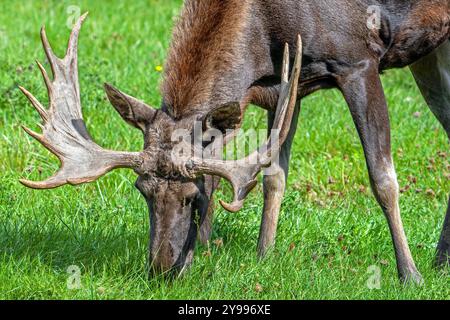 Elche / Elche (Alces alces) Nahaufnahme Porträt von Bullen / Männchen mit voll entwickelten Geweihen, die im Herbst/Herbst auf der Wiese weiden, heimisch in Skandinavien Stockfoto