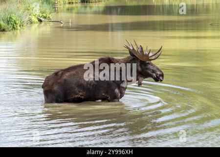 Elche / Elche (Alces alces) Stier / männlich mit voll entwickelten Geweihen stehend im flachen Wasser des Teiches im Herbst / Herbst, heimisch in Skandinavien Stockfoto