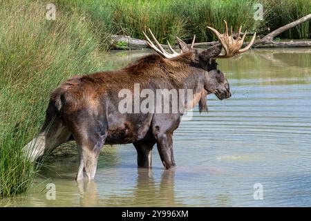 Elche / Elche (Alces alces) Nahaufnahme Porträt von Bullen / Männchen mit voll entwickelten Geweihen Trinkwasser aus Teich im Herbst, heimisch in Skandinavien Stockfoto