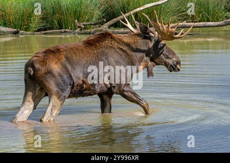 Elche / Elche (Alces alces) Nahaufnahme Porträt von Bullen / Männchen mit voll entwickelten Geweihen, die im Herbst das Wasser des Teiches überqueren, heimisch in Skandinavien Stockfoto