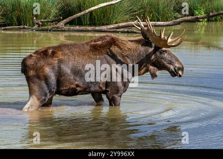 Elche / Elche (Alces alces) Stier / männlich mit voll entwickelten Geweihen stehend im flachen Wasser des Teiches im Herbst / Herbst, heimisch in Skandinavien Stockfoto