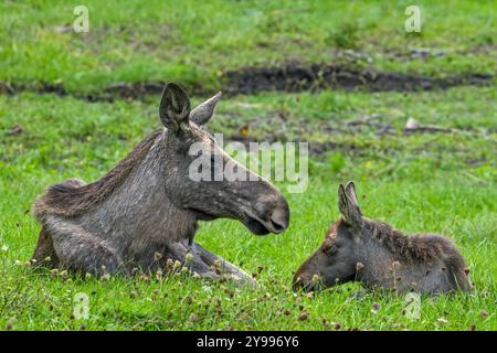 Elche / Elche (Alces alces) Kuh / Weibchen mit Kalb, das im Herbst im Grasland ruht, heimisch in Skandinavien Stockfoto