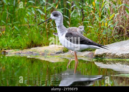 Schwarzflügelstelze (Himantopus himantopus) Jungtiere, die im Herbst/Herbst im Flachwasser des Teiches auf der Suche sind Stockfoto