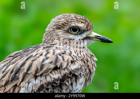 Eurasischer Steinbrach / Eurasisches Dickknie (Burhinus oedicnemus) Nahporträt Stockfoto