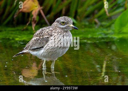 Eurasischer Steinbrach / Eurasischer Dickknie (Burhinus oedicnemus), der im Herbst/Herbst im flachen Wasser des Teichs auf Nahrungssuche ist Stockfoto