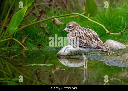 Eurasischer Steinbrach / Eurasischer Dickknie (Burhinus oedicnemus), der im Herbst/Herbst im flachen Wasser des Teichs auf Nahrungssuche ist Stockfoto