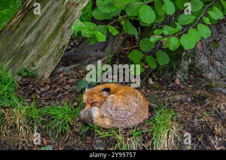 Rotfuchs (Vulpes vulpes) schlafend im Wald Stockfoto